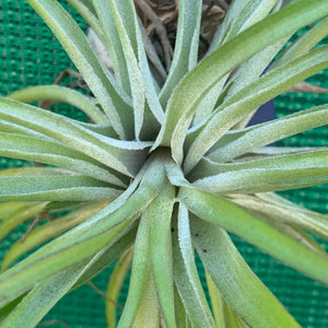 Tillandsia - geminiflora x globosa ex PT