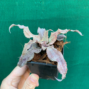 Cryptanthus - Primrose