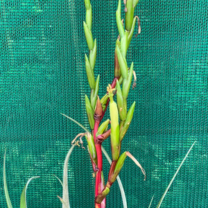 Tillandsia - limbata ex. SN NEW