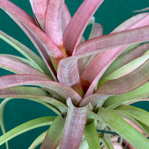 Tillandsia - Sparkler ex. NR