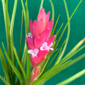 Tillandsia - Repton ex. PT