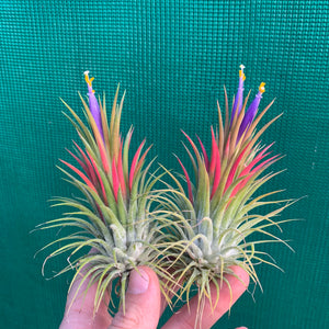 Tillandsia - ionantha ‘APD015’