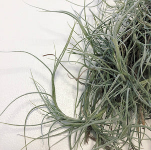 Tillandsia - Nezley PB589