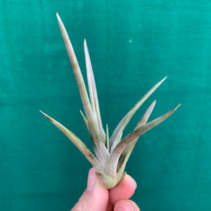 Tillandsia - Esseriana ‘Red Form’ ex. PT