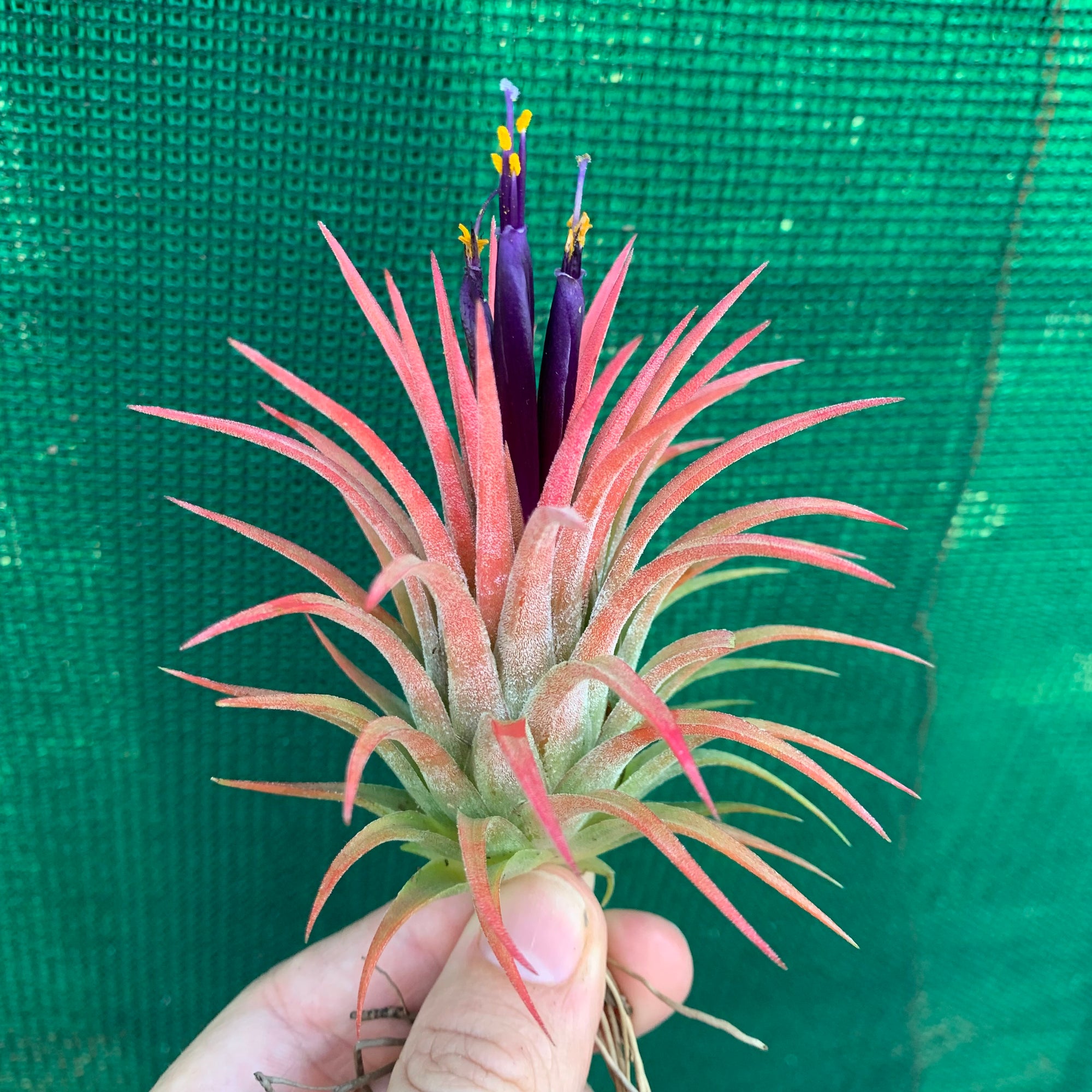 Tillandsia - ionantha ‘APD011’