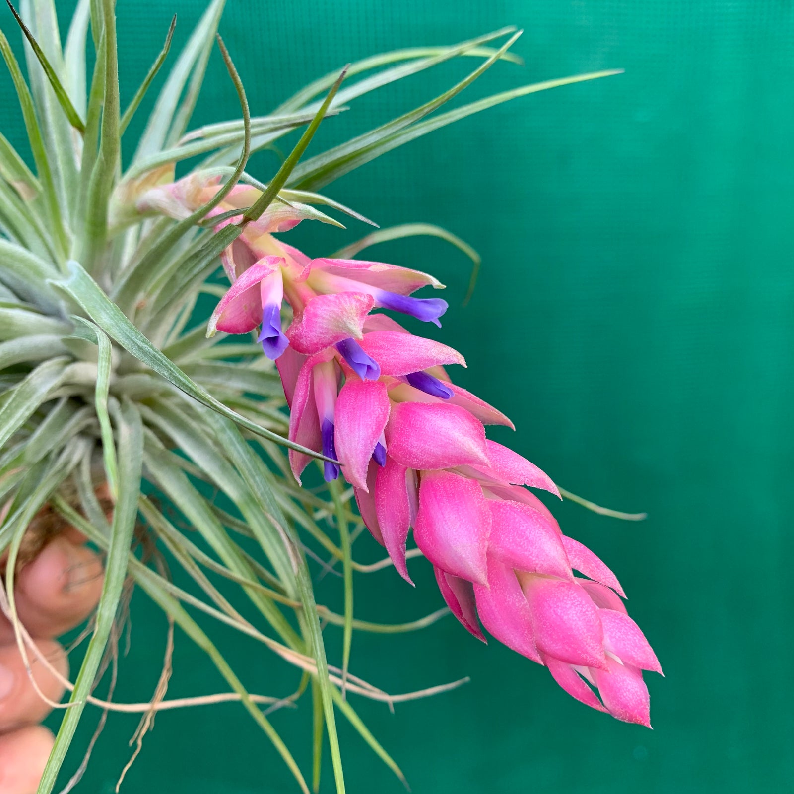 Tillandsia - Cotton Candy ‘Green Form’