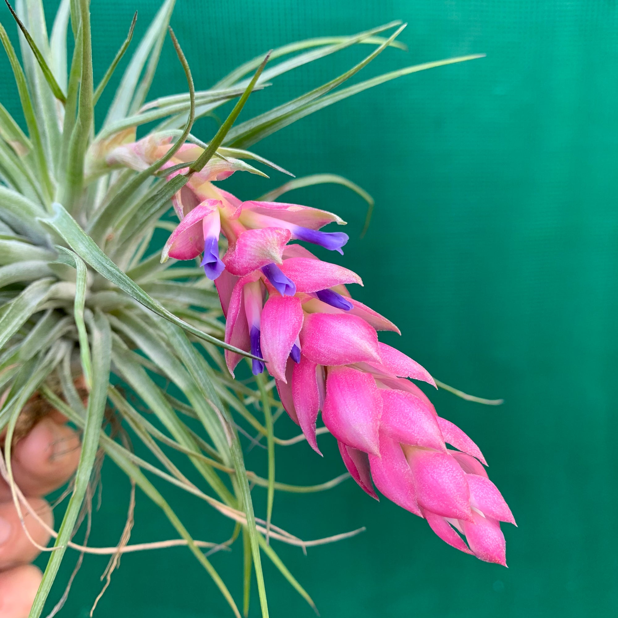 cotton candy air plant Tillandsia - Cotton Candy 'Green Form'