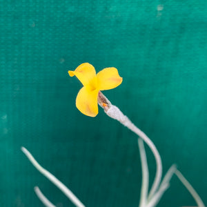 Tillandsia - Tawny Yellow (Fragrant)