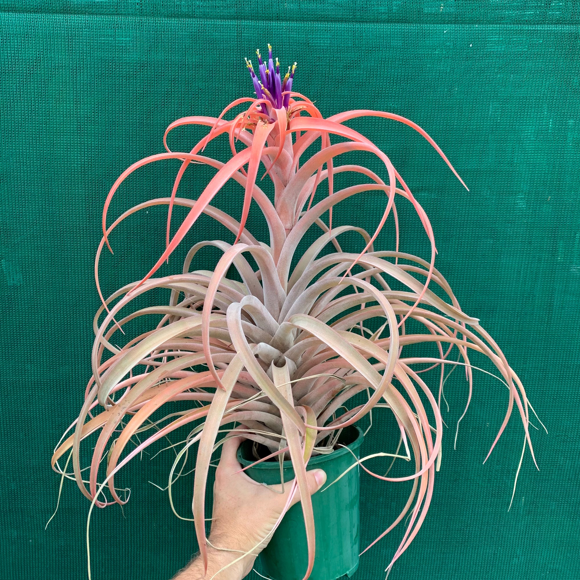 Tillandsia - NOID ‘APD014’