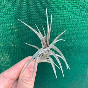 Tillandsia - Purple Gem