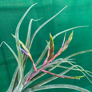 Tillandsia - Jerrang ex. PB