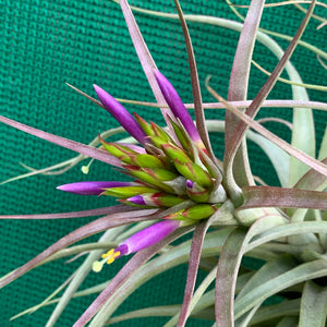 Tillandsia - Widgee ‘Small Form’ ex. BG