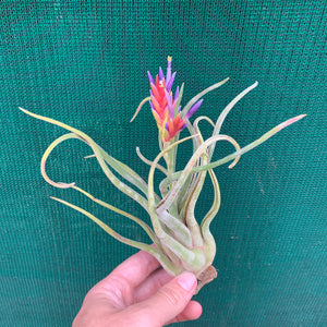 Tillandsia - Twisted Medusa ex. CC