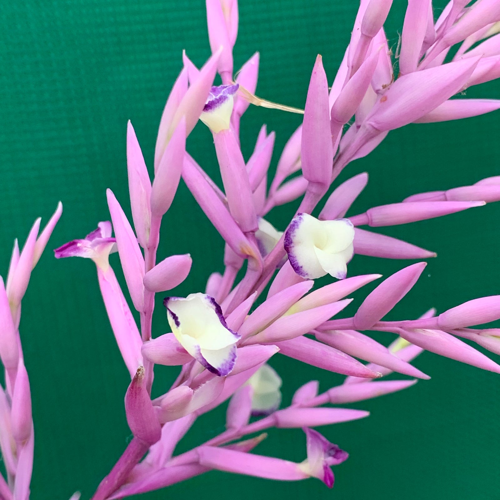 Tillandsia - straminea (Fragrant) NEW