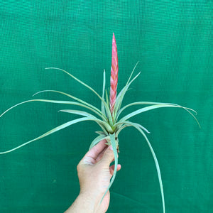 Tillandsia - Majestic ex. RFI