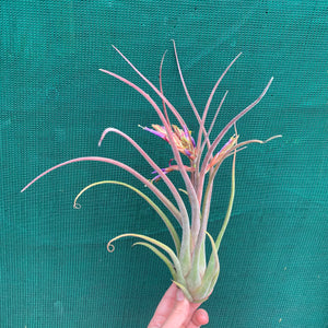 Tillandsia - Bishop John Fishcher