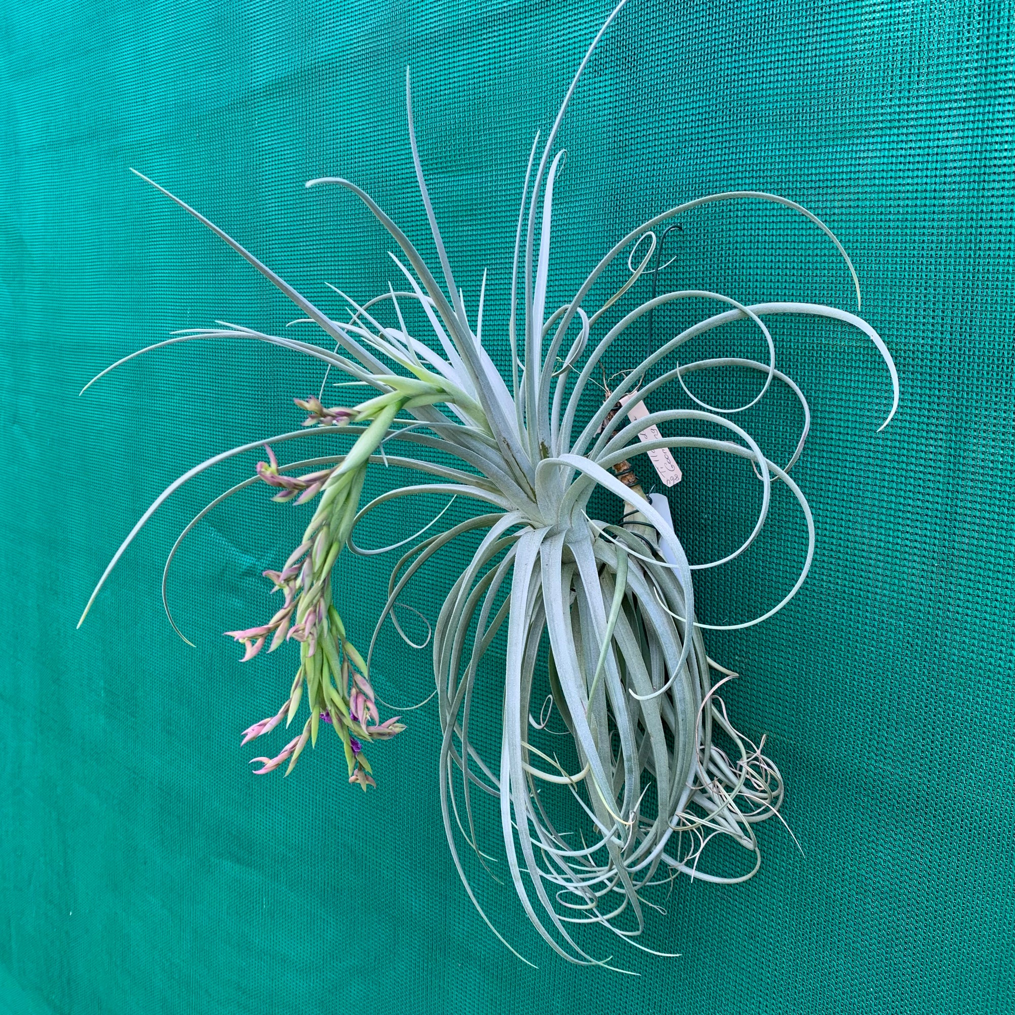 wasawat Tillandsia Goomong Tillandsia - Goomong ex. MP