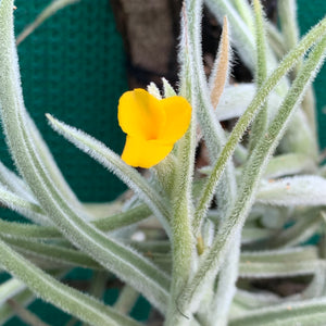 Tillandsia - Copper Penny X Crocata (Fragrant)