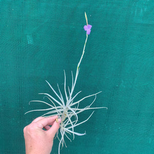 Tillandsia - graomogolensis (Fragrant)