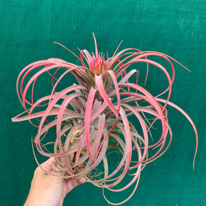 Tillandsia - Eric The Red