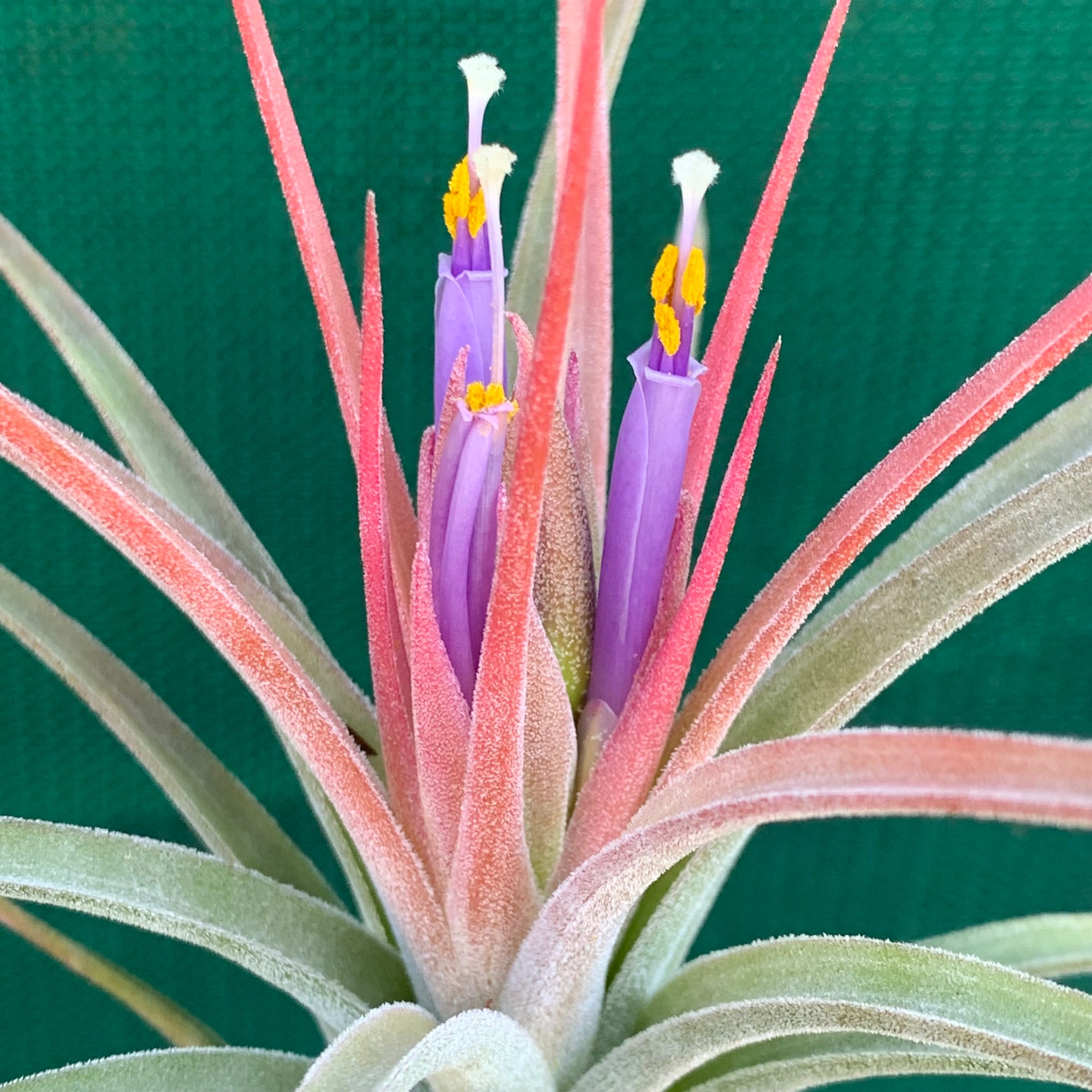 Tillandsia - Silver Surprise NEW