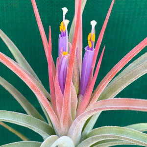 Tillandsia - Silver Surprise NEW