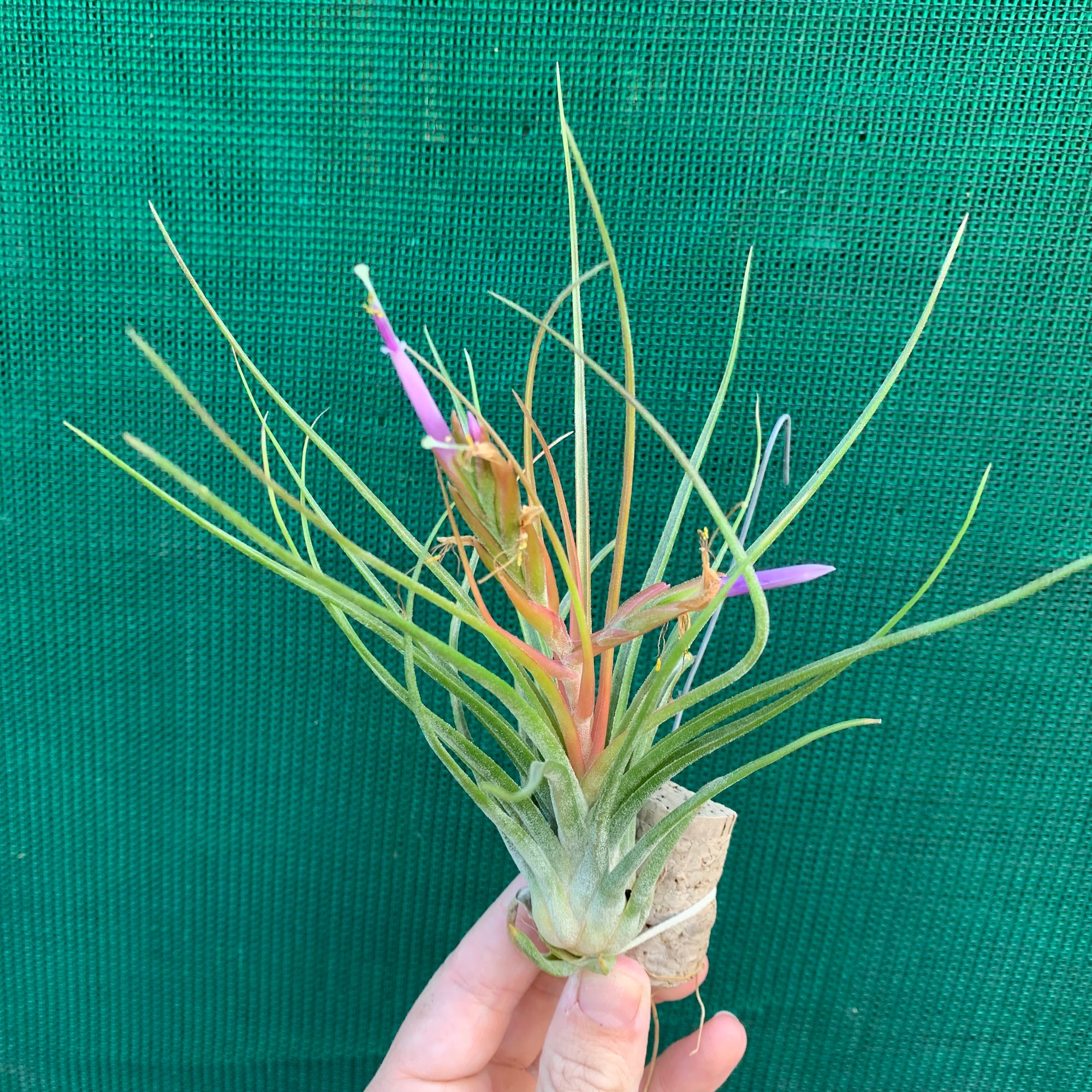 Tillandsia - Orange Crush