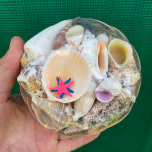Medium Shell Pack