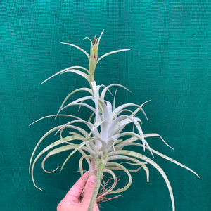 Tillandsia - harrisii