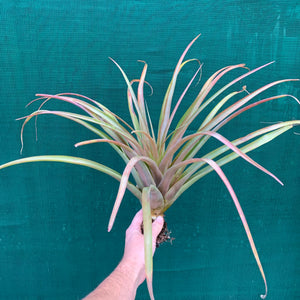 Tillandsia - Capitata ‘Pink’ ex. NR