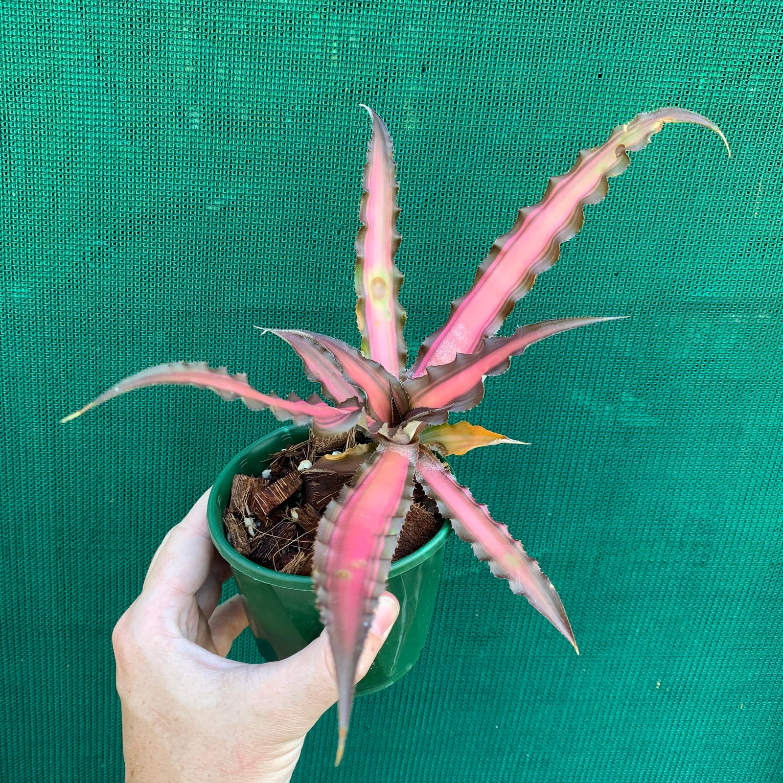 Cryptanthus - Ti