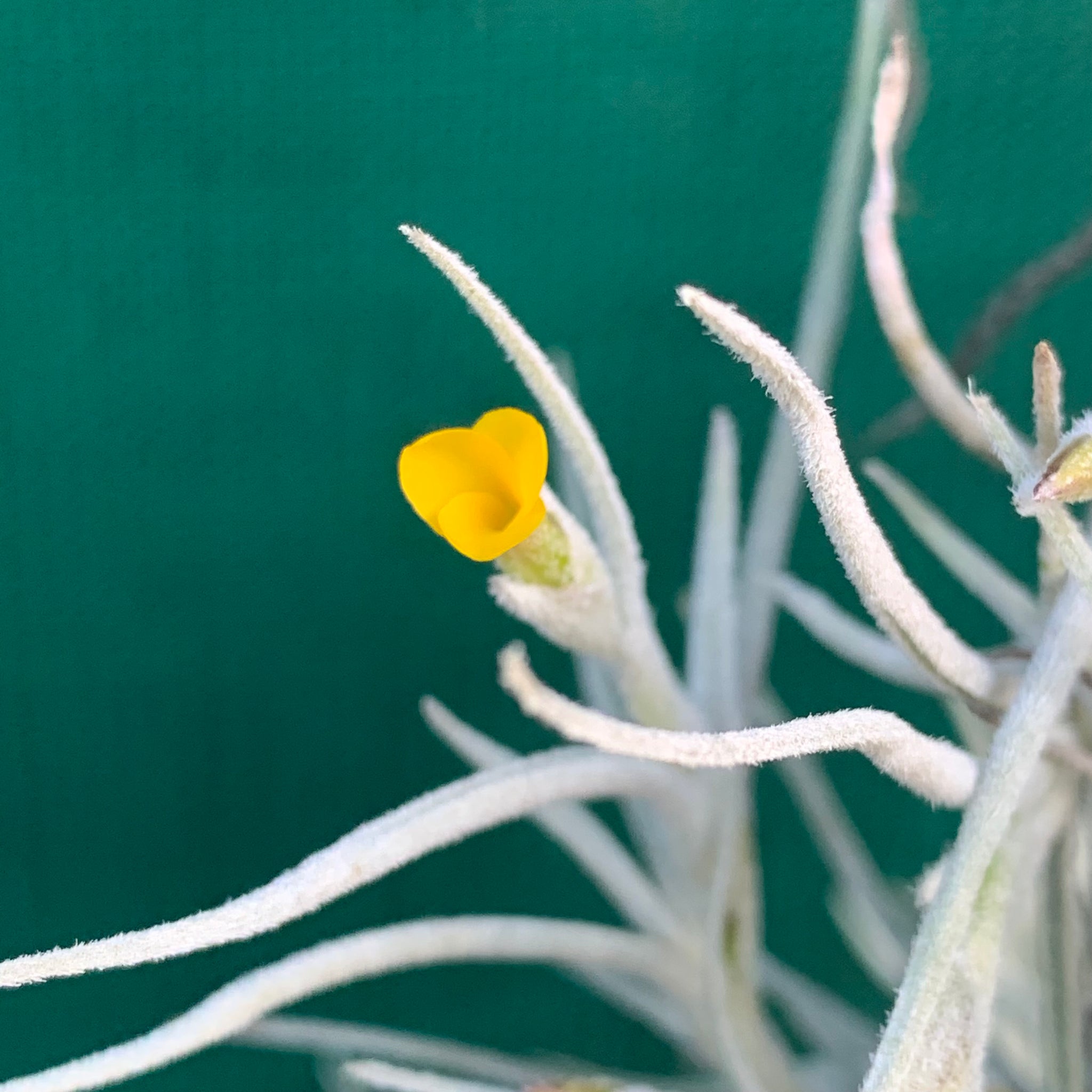 old man beard air plant Tillandsia - Old Man's Gold (Fragrant)