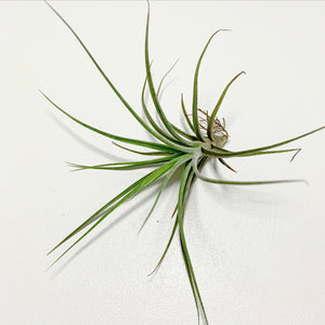 Tillandsia - x rectifolia