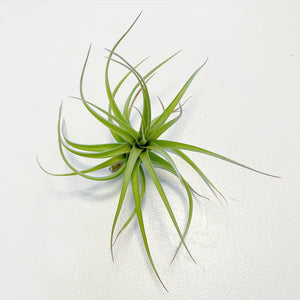 Tillandsia - aeranthos ex. CC