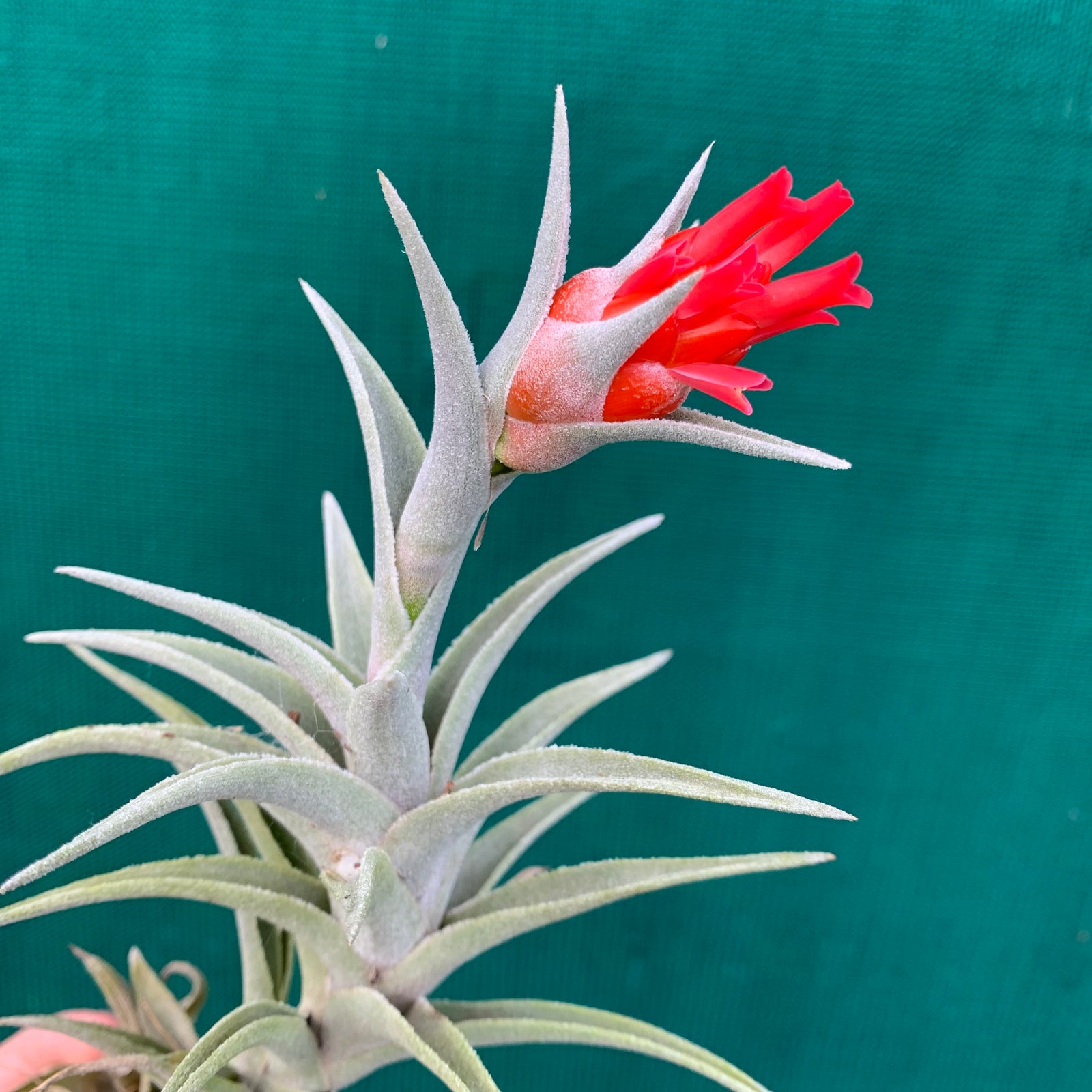Tillandsia - edithae