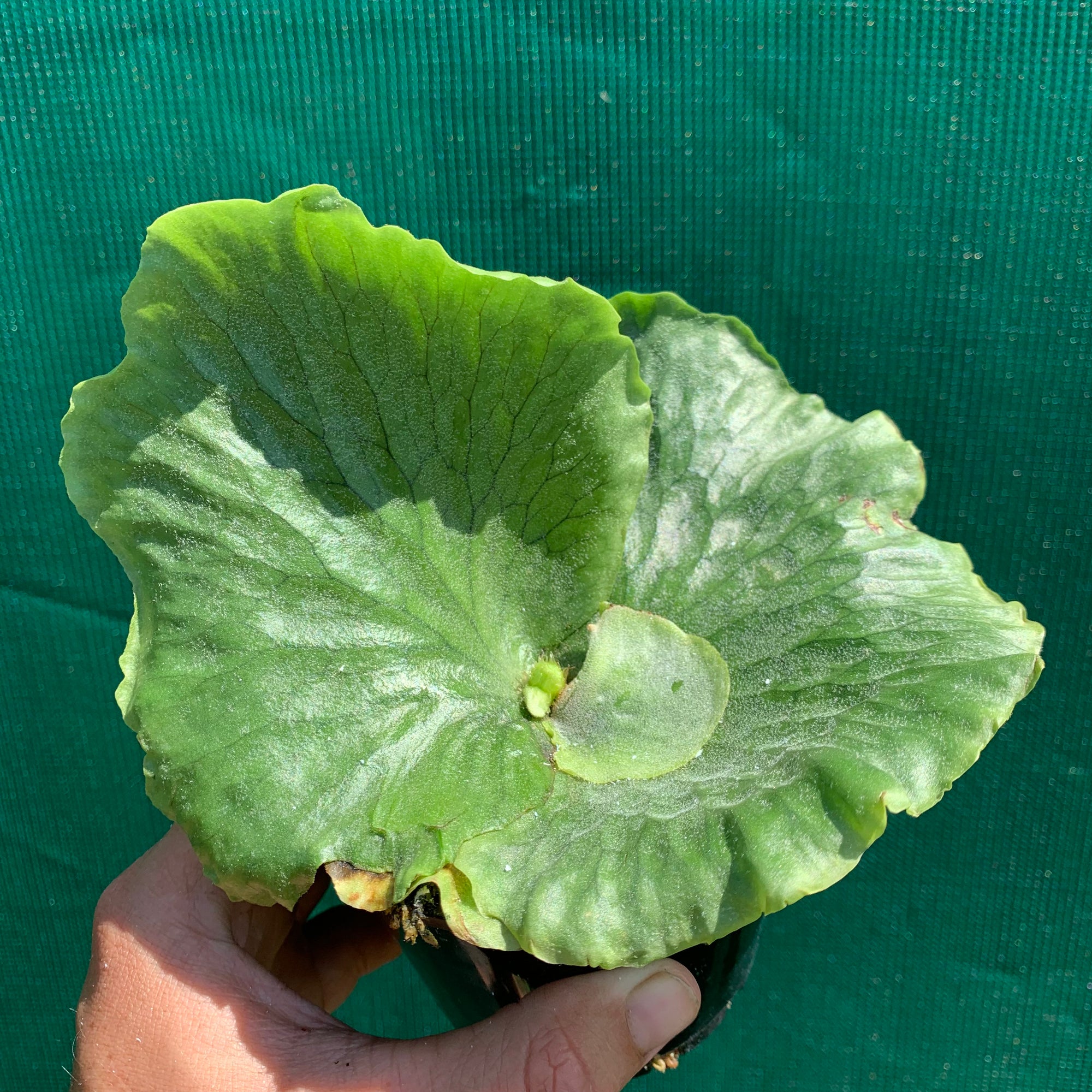 Platycerium - Grande