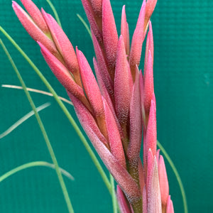 Tillandsia - Holm’s Verlesglo ex. PT