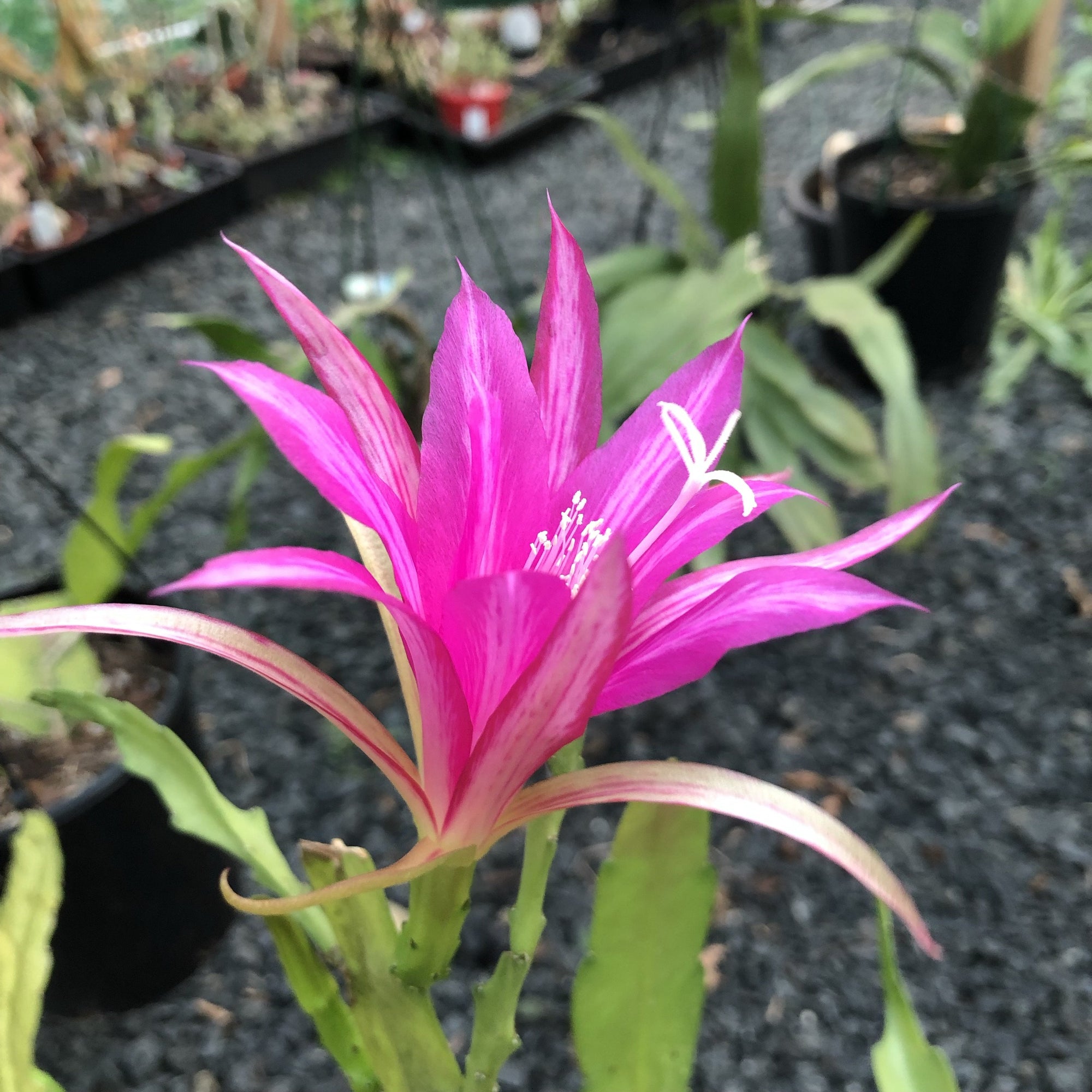 Disocactus Nelsonii Hybrid - D2