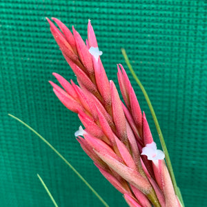 Tillandsia - Holm’s Verlesglo ex. PT