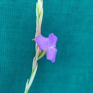 Tillandsia - graomogolensis (Fragrant)