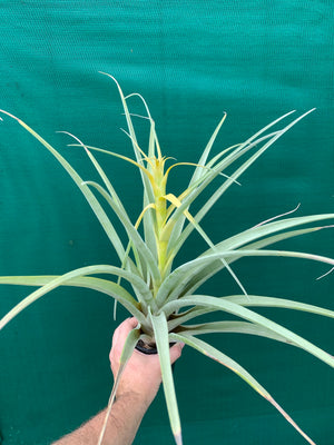 Tillandsia - capitata ‘Tall Yellow’ ex. OM