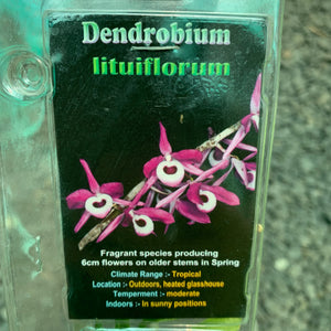 Orchid - Dendrobium lituiflorum