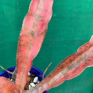 Cryptanthus - Carnival de Rio