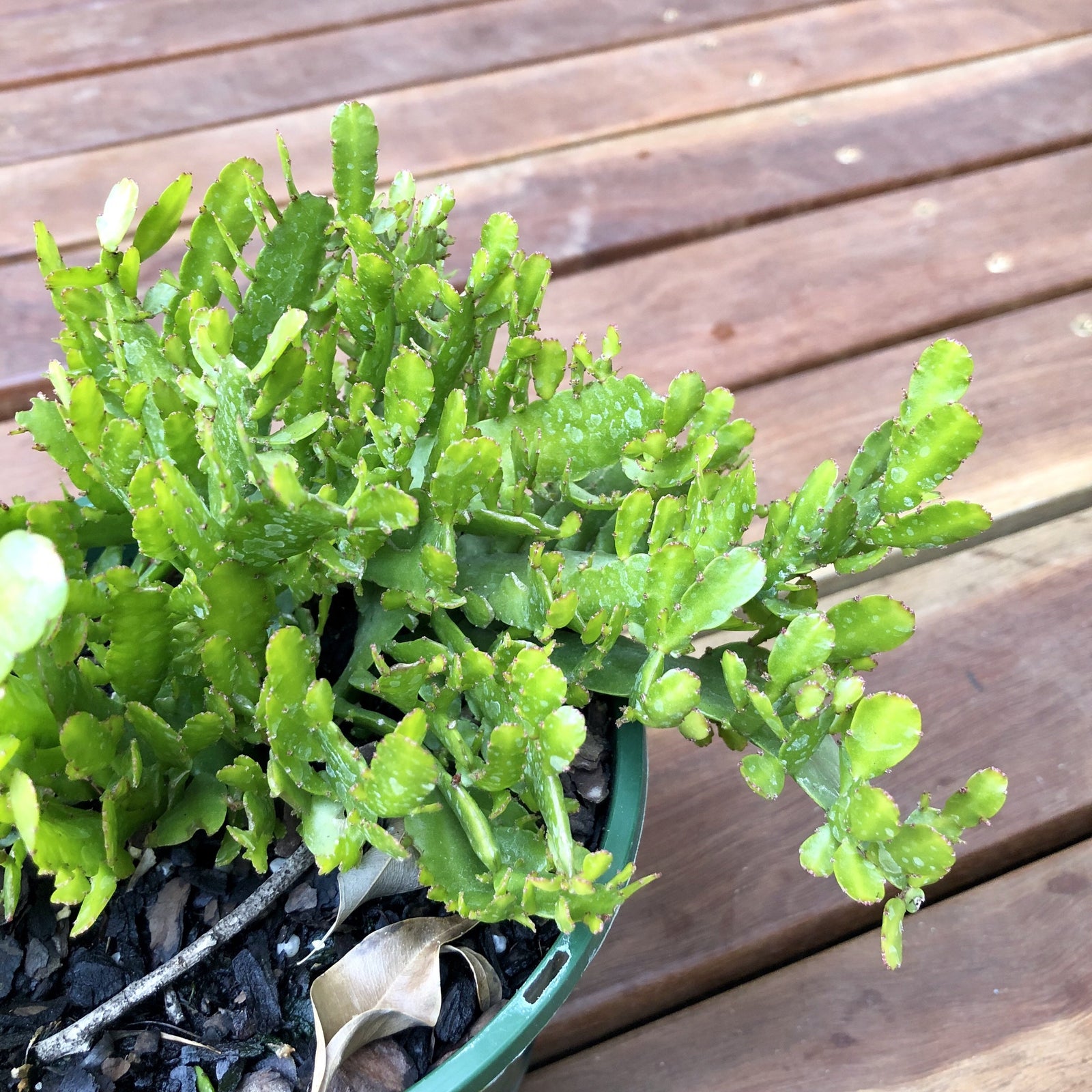 Disocactus ‘Bits n Pieces’ - R63