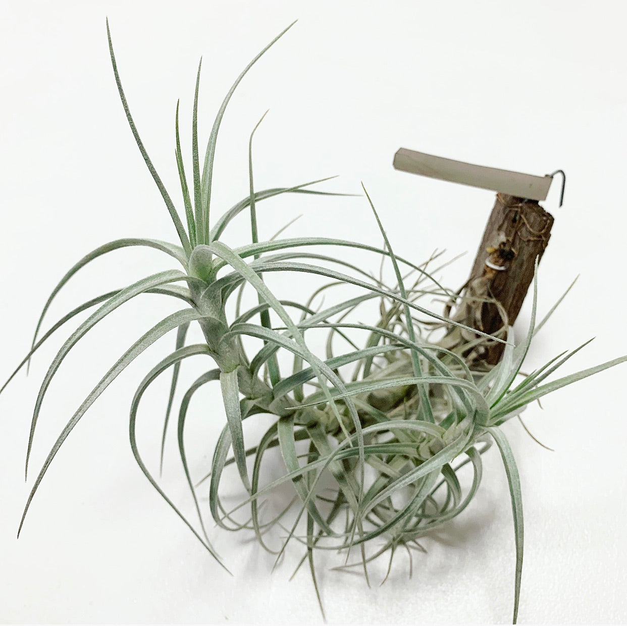 Tillandsia - Sweet Isabel