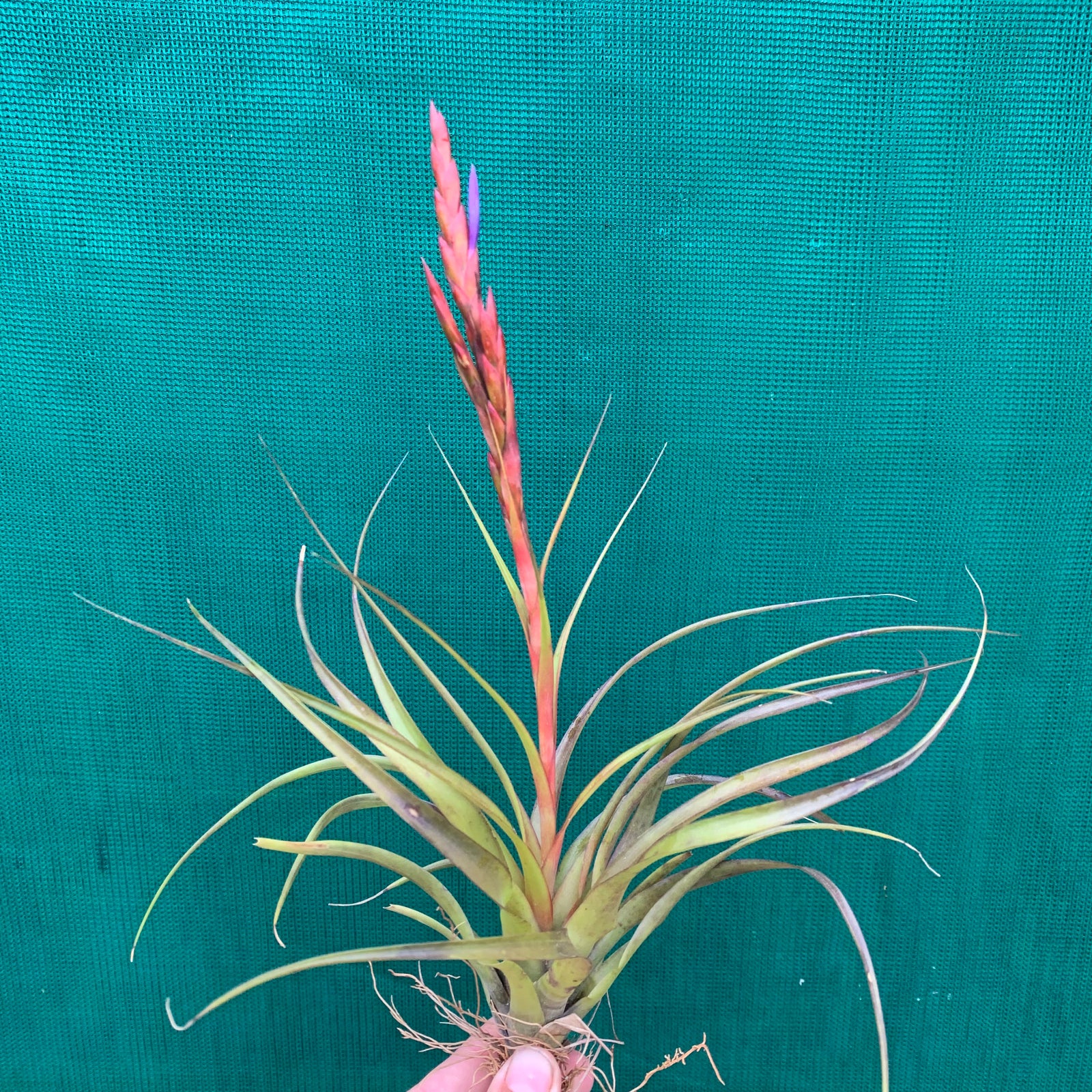 Tillandsia - variabilis