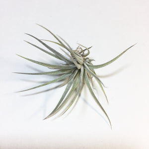 Tillandsia - Pringlei (Wholesale)
