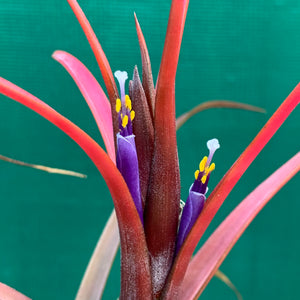 Tillandsia - Temescal ex. JO