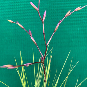 Tillandsia - filifolia