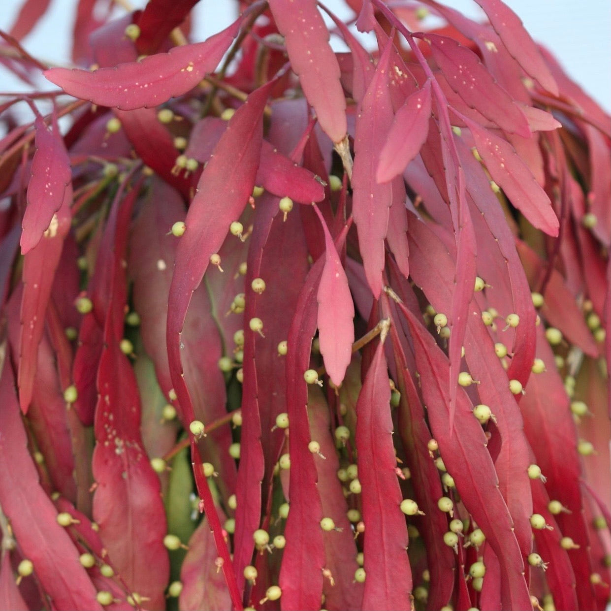 Pseudorhipsalis ramulosa Red Dragon - R21